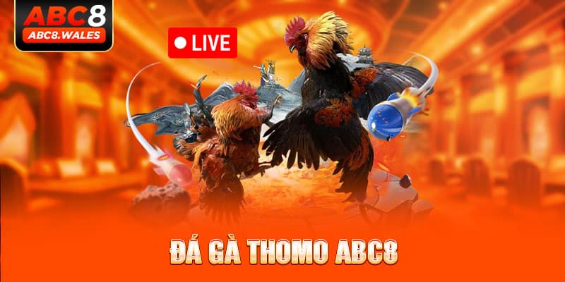 đá gà thomo abc8